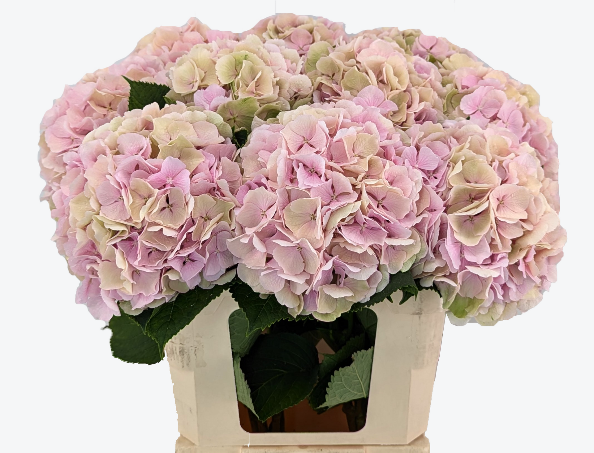 Verena champagne hydrangea