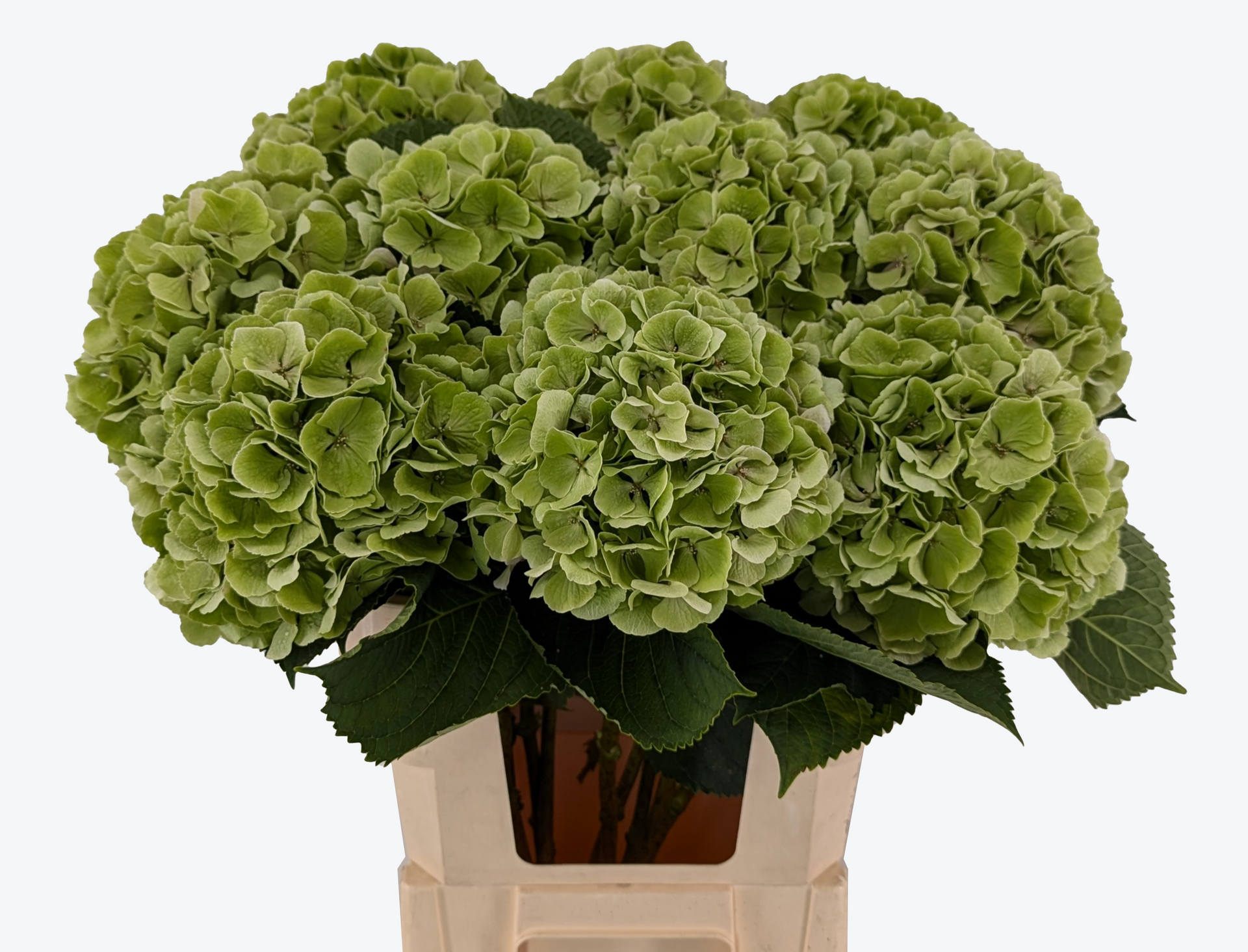 Verena Classic green hydrangea