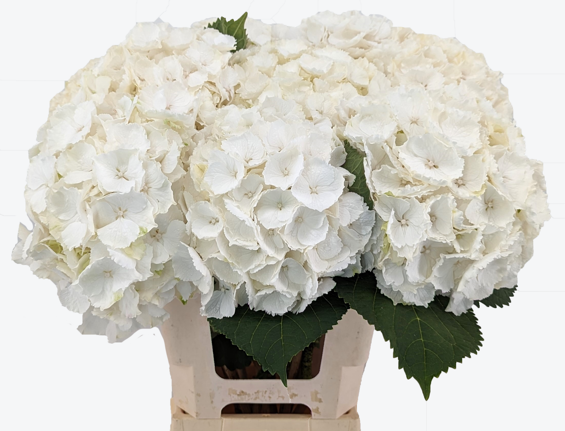 Verena white hydrangea