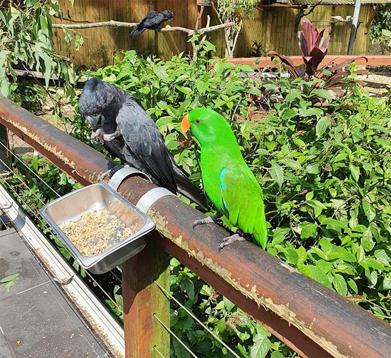 Birdworld Kuranda