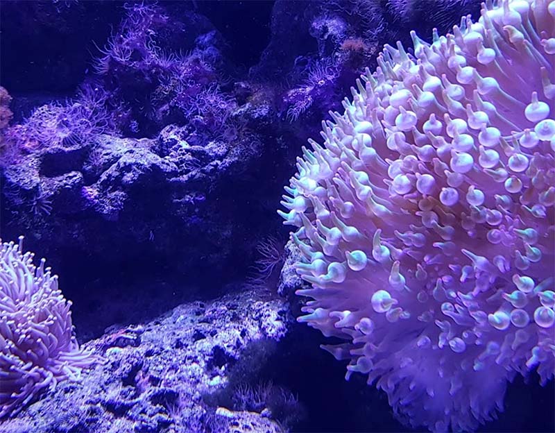 Cairns Aquarium