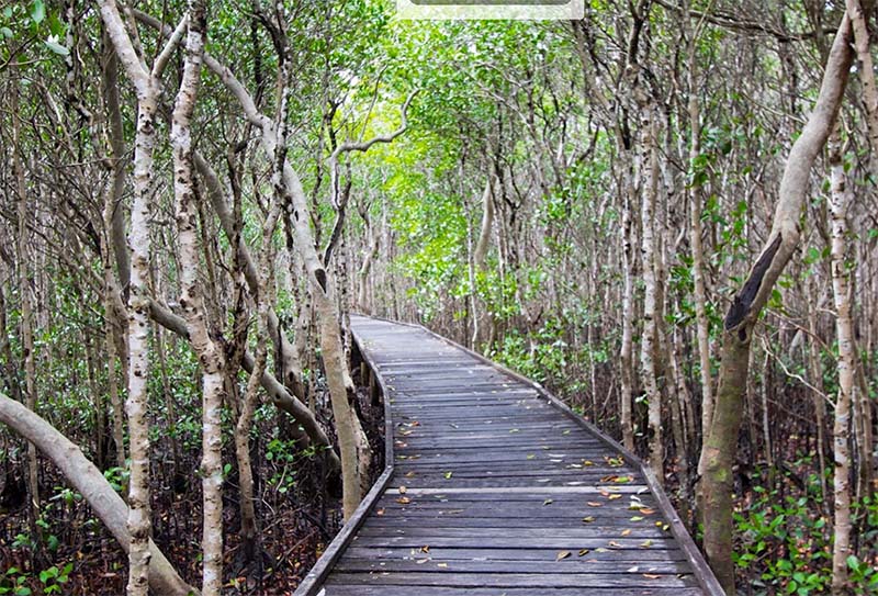 The Jack Barnes Bicentennial Mangrove Boardwalk