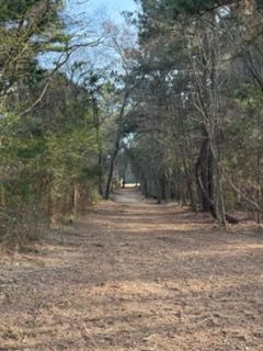 Wooded dirt trail with trees and dry leaves, leading into the distance under a clear blue sky