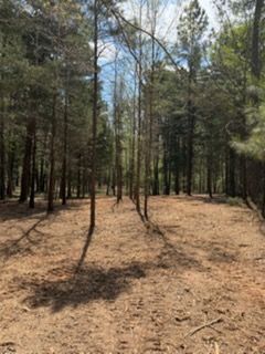 Sunlit pine forest with tall trees and a dry, open clearing covered in pine needles