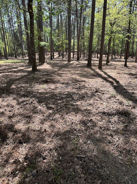 The sun is shining through the trees and casting shadows on the ground in the woods.