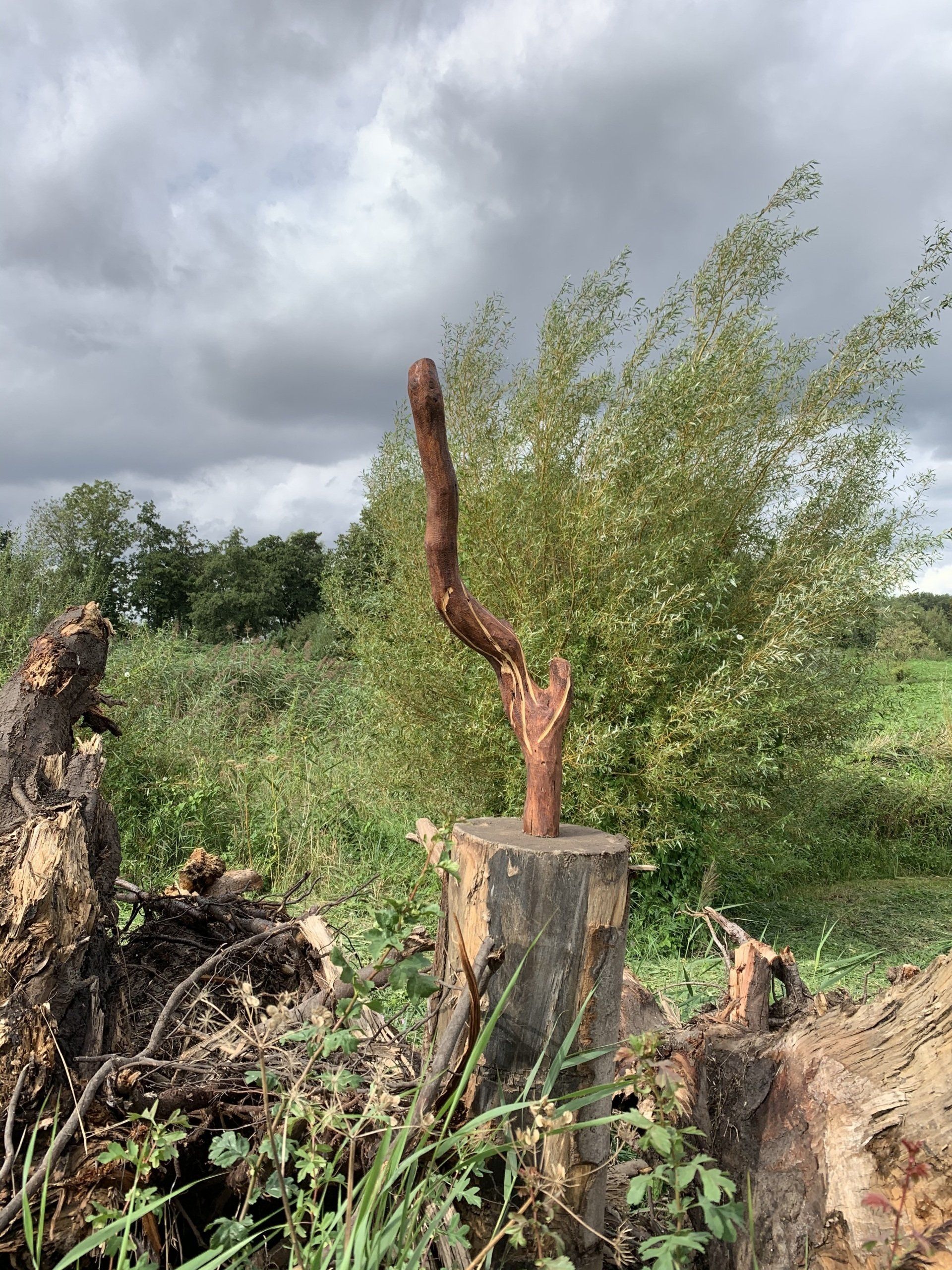 Een boomstronk en afgezaagde takken in een grasveld onder een bewolkte hemel.