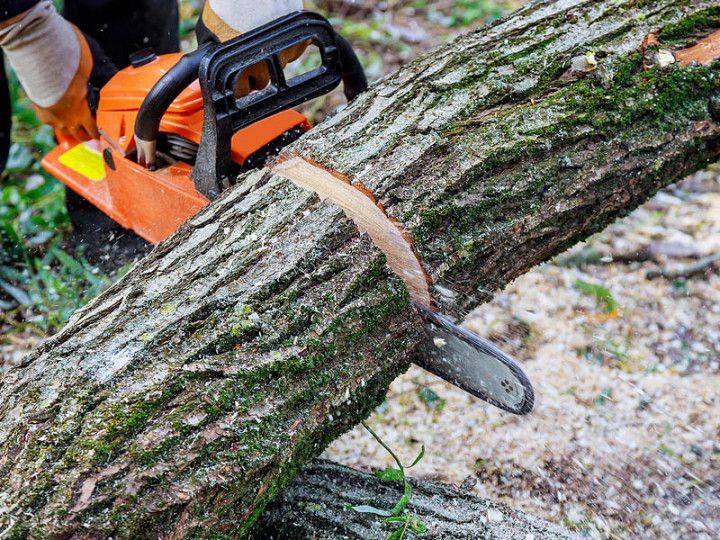 Chopping a tree trunk