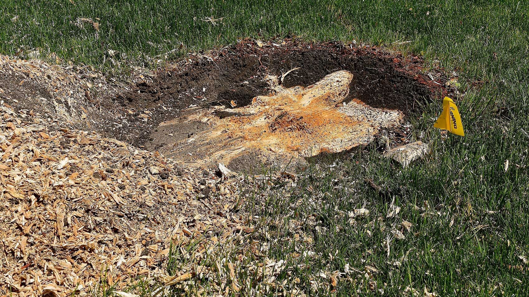 Stump chip
