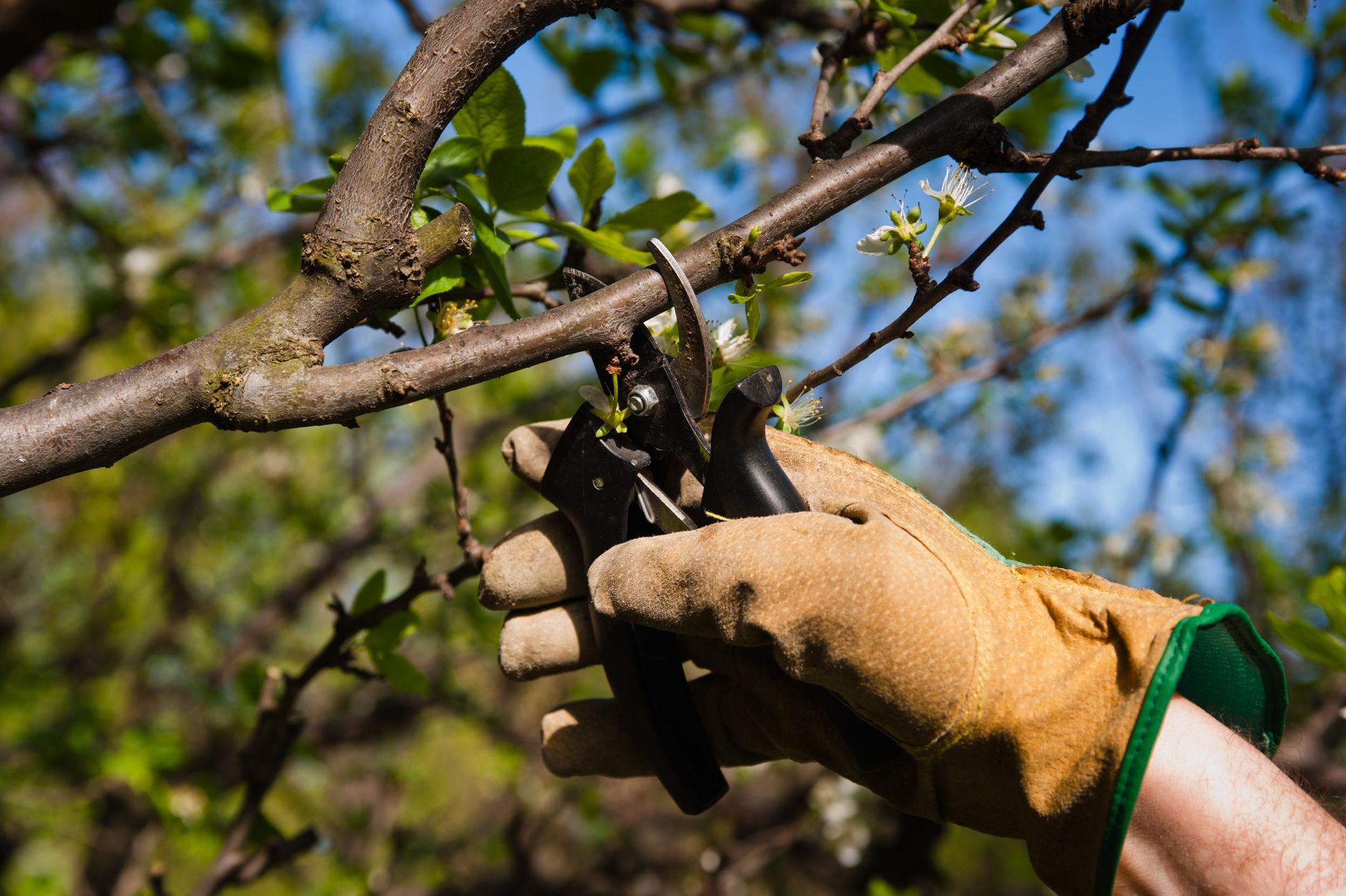 Pruning a tree