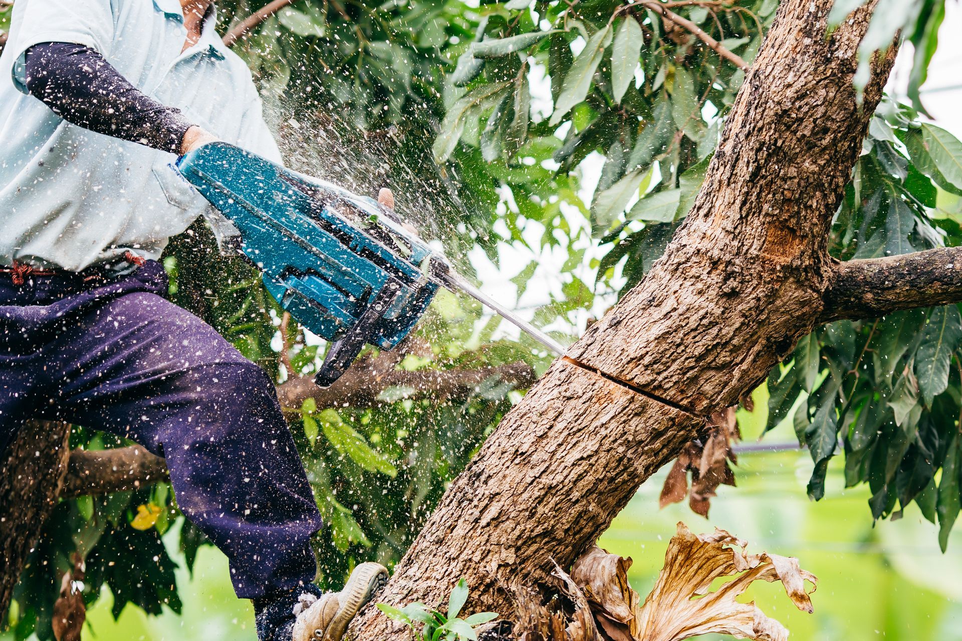 Trimming a tree branch
