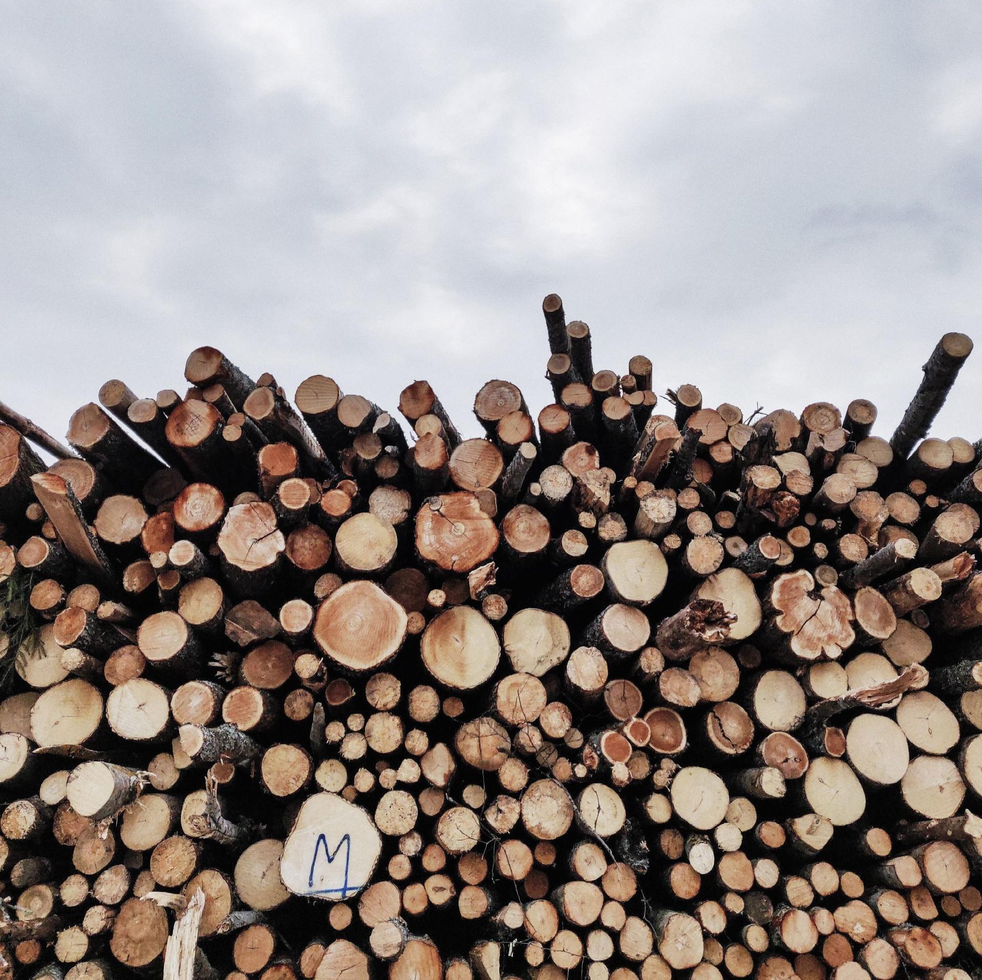 Pile of cut logs with exposed end grains, against a cloudy sky.