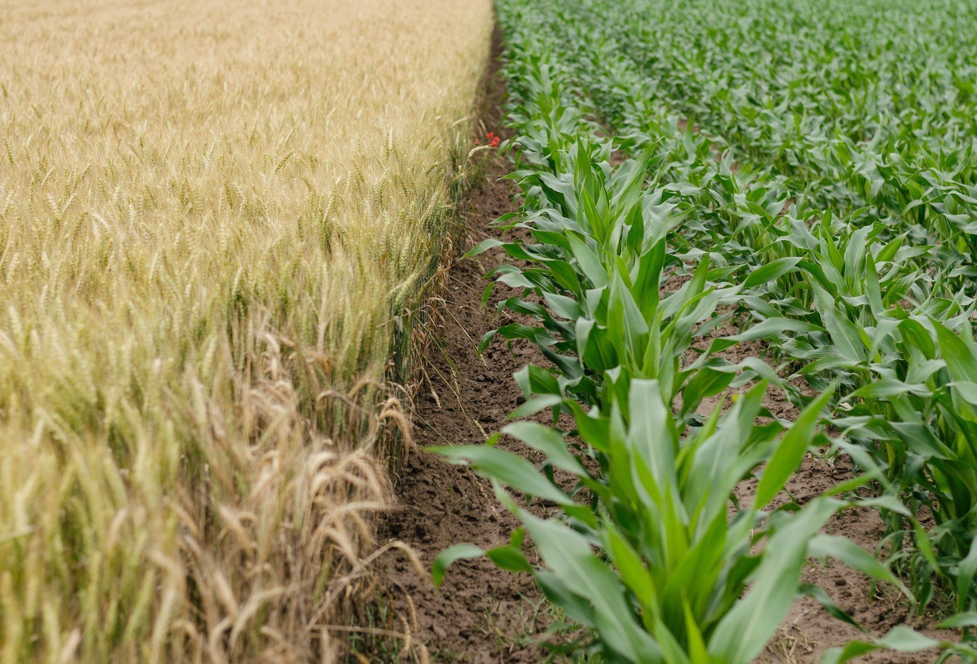 Golden wheat field next to a green corn field, separated by a strip of dirt.