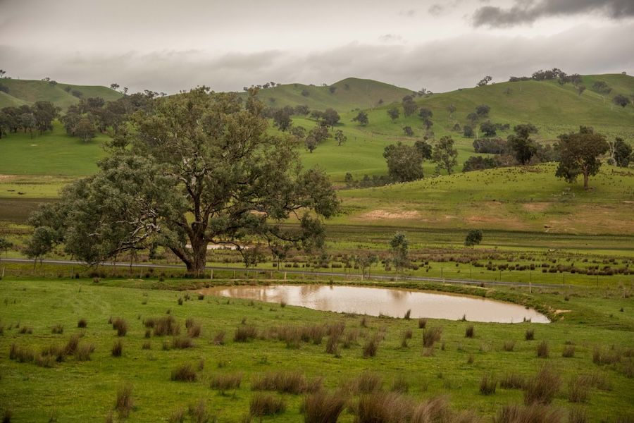 A Rural Dam With Green Grass Fields — Jammach Earthmoving in Muswellbrook, NSW