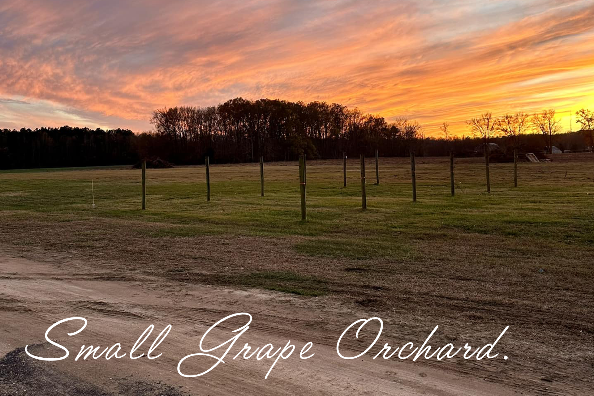 sunset image over the small grape orchard