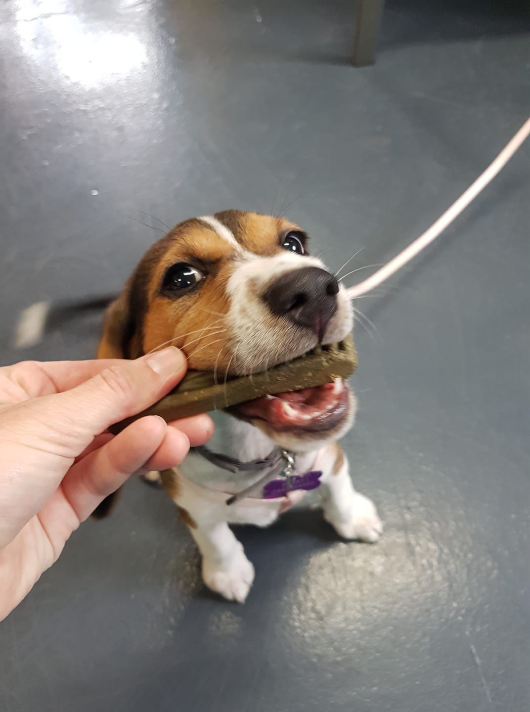 Dog tugging on a green toy held by a hand on a gray floor