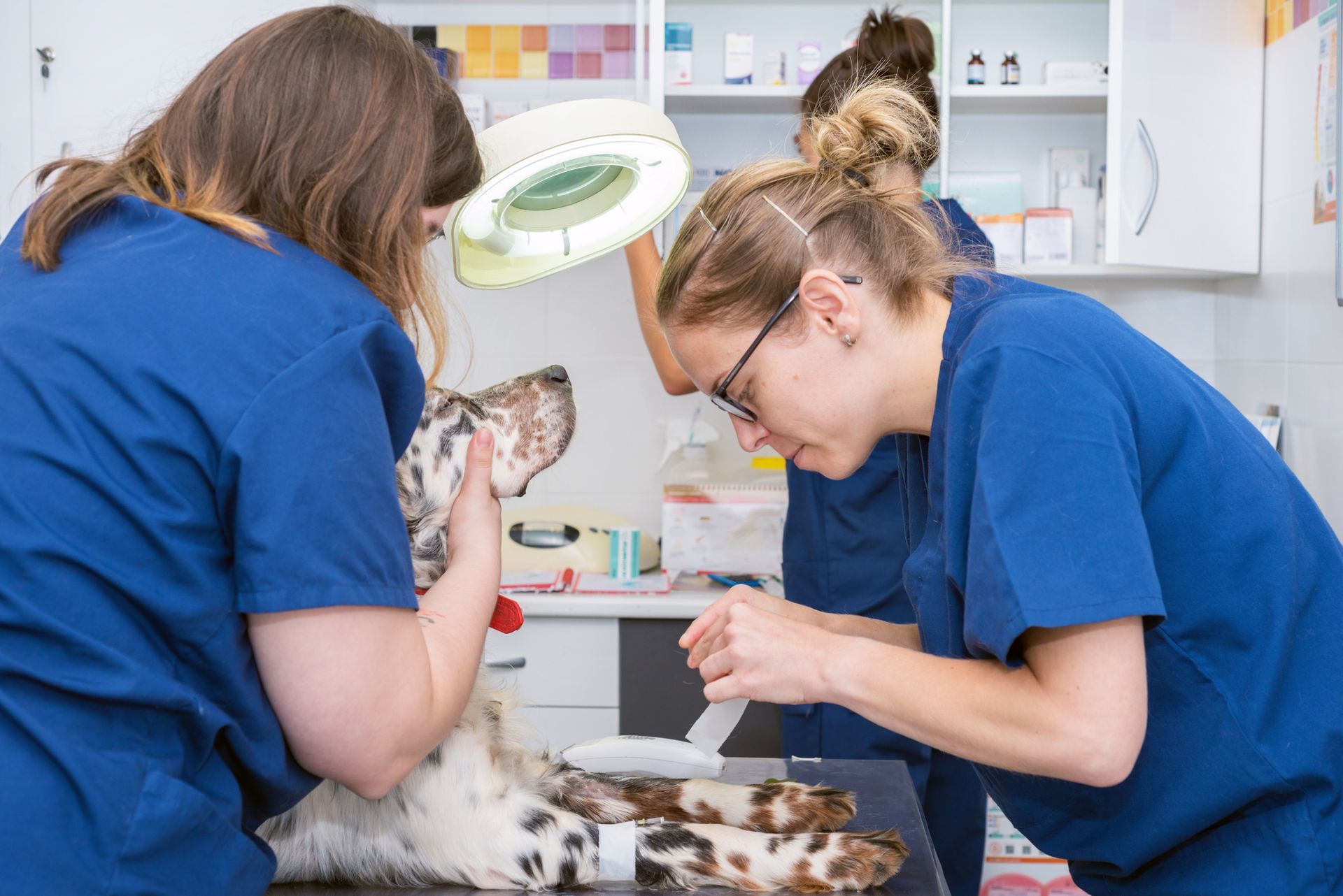 Two veterinarians in blue scrubs examine a dog on a table in a clinic.
