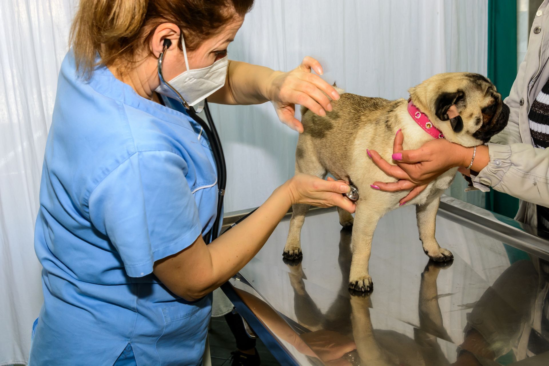 Veterinarian examining a small dog on a stainless steel table in a clinic