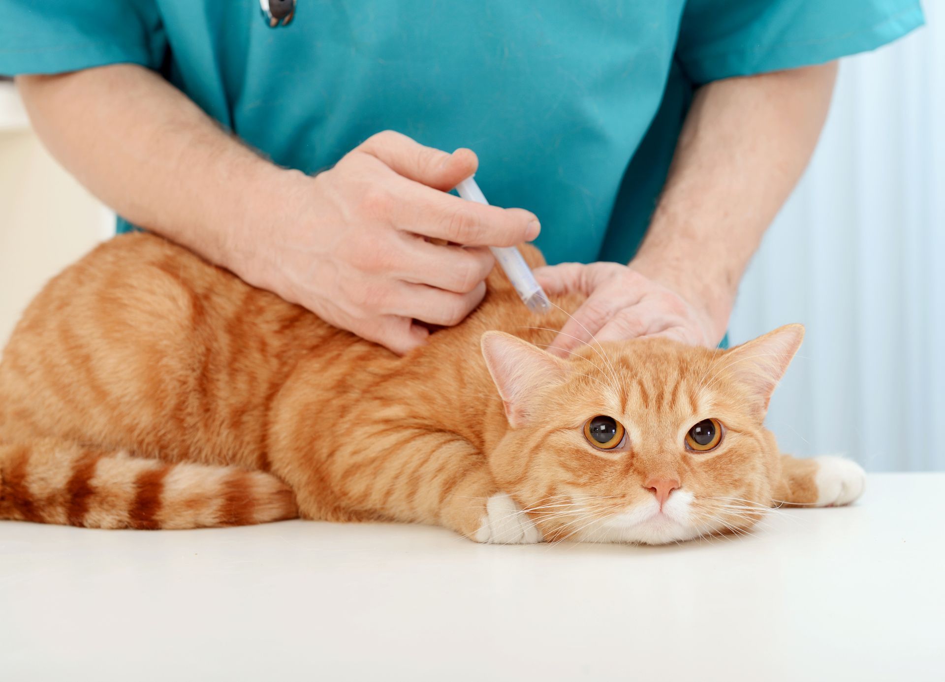 Veterinarian injecting a ginger cat lying on a exam table
