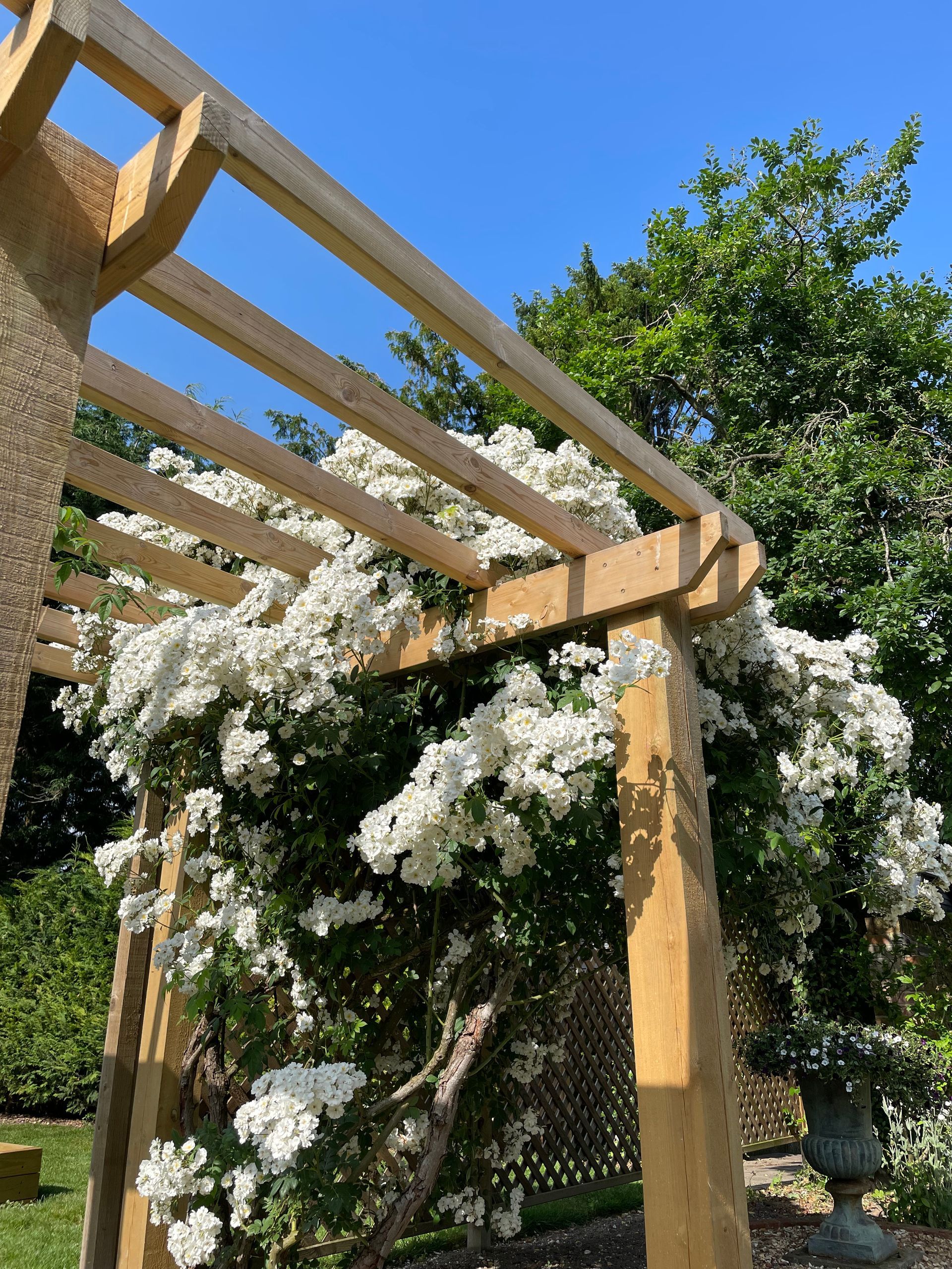 Oak Trellis & Arbour | Gardr