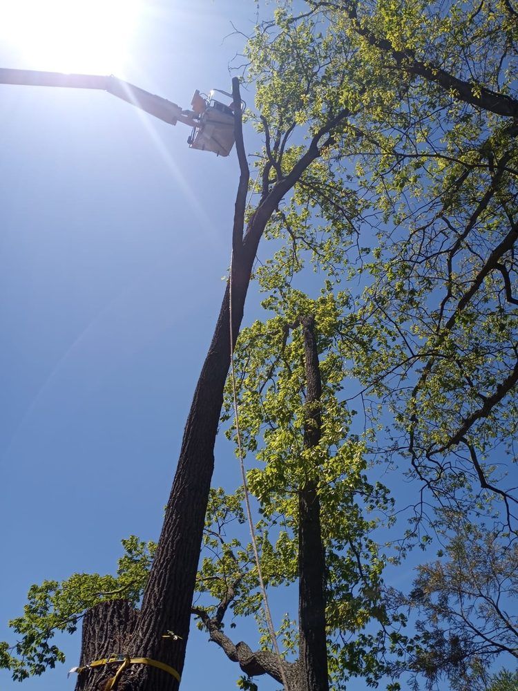 Arborist in a bucket lift trimming a tall tree against a bright blue sky