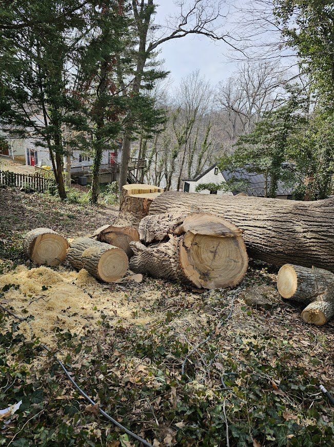 Felled tree trunk and cut logs in a wooded yard with scattered wood chips and trees in the background