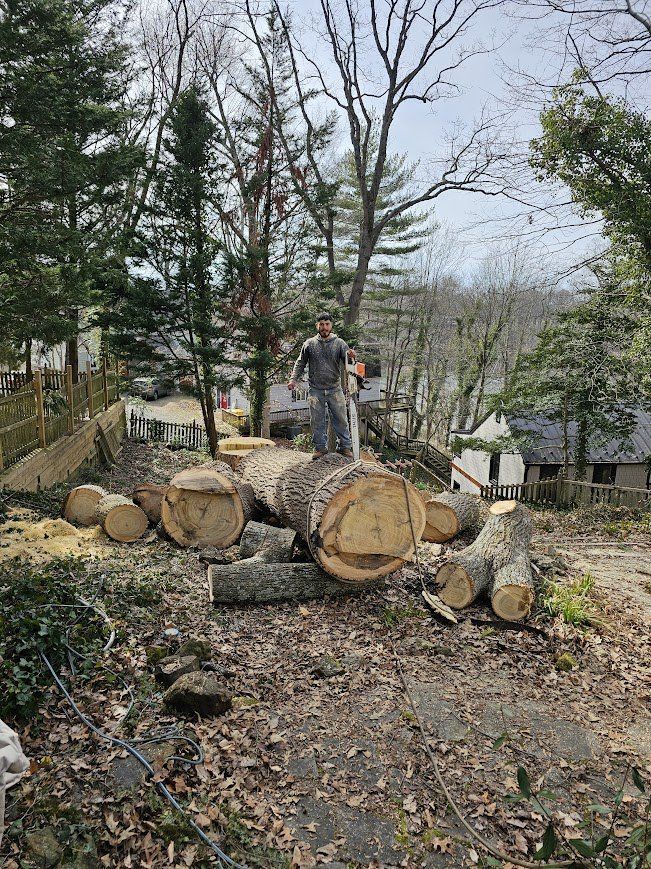 Person stands on a large cut tree trunk in a wooded yard with logs and branches scattered around.