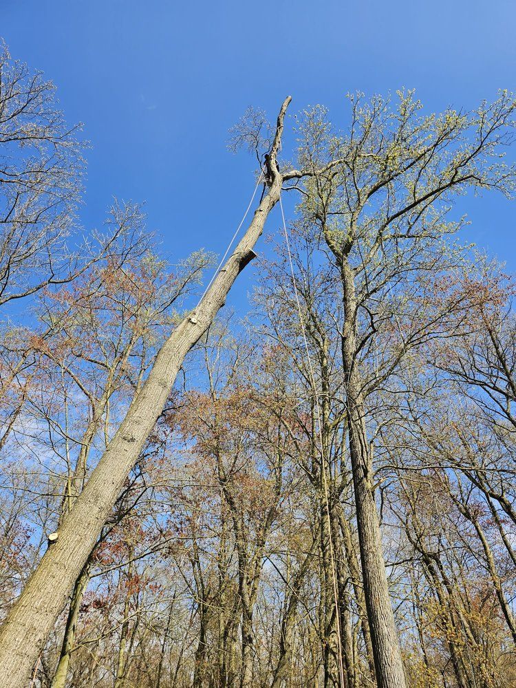 Tall leafless trees against a bright blue sky on a clear day