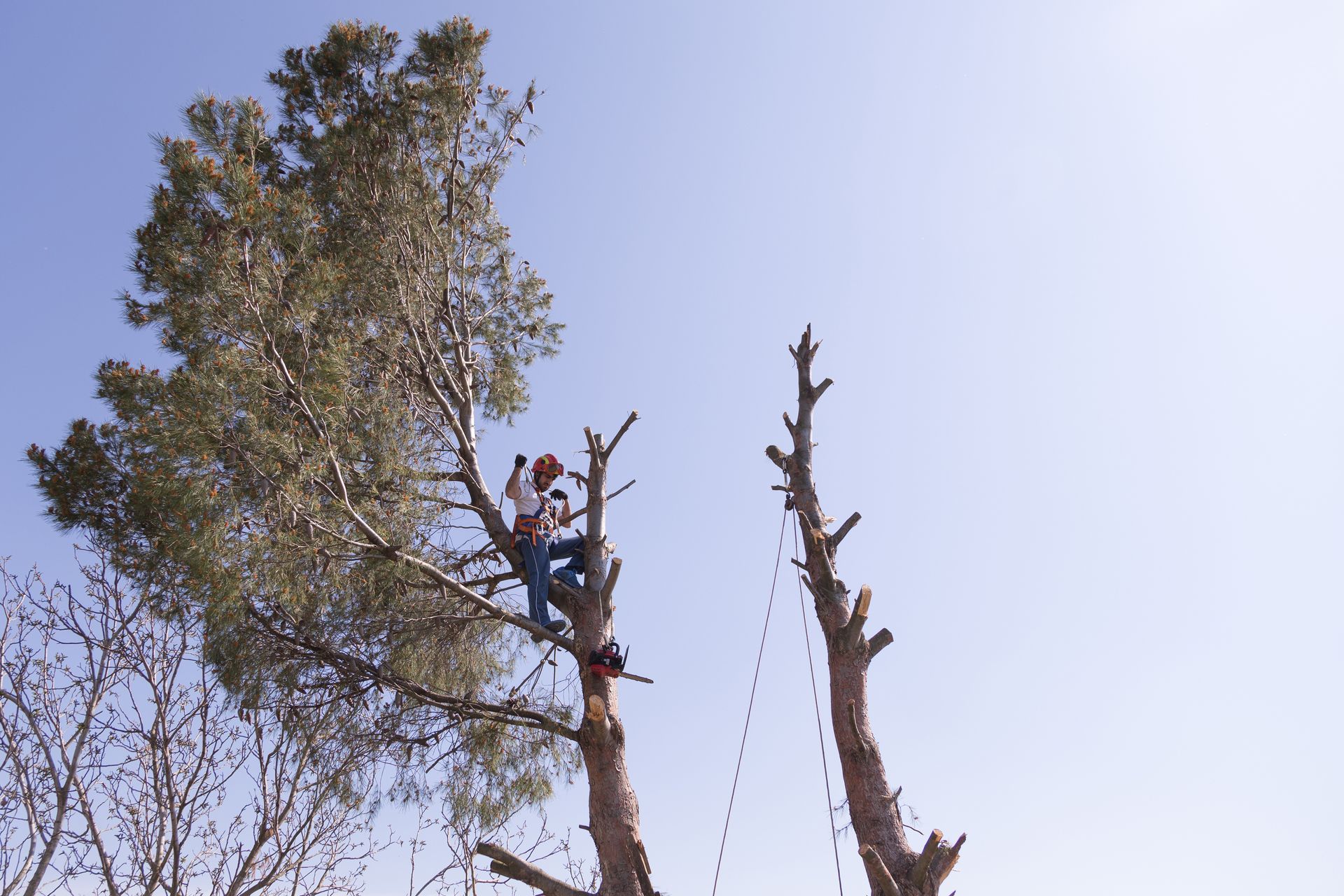 Person climbing a tall tree beside a bare trunk against a bright sky