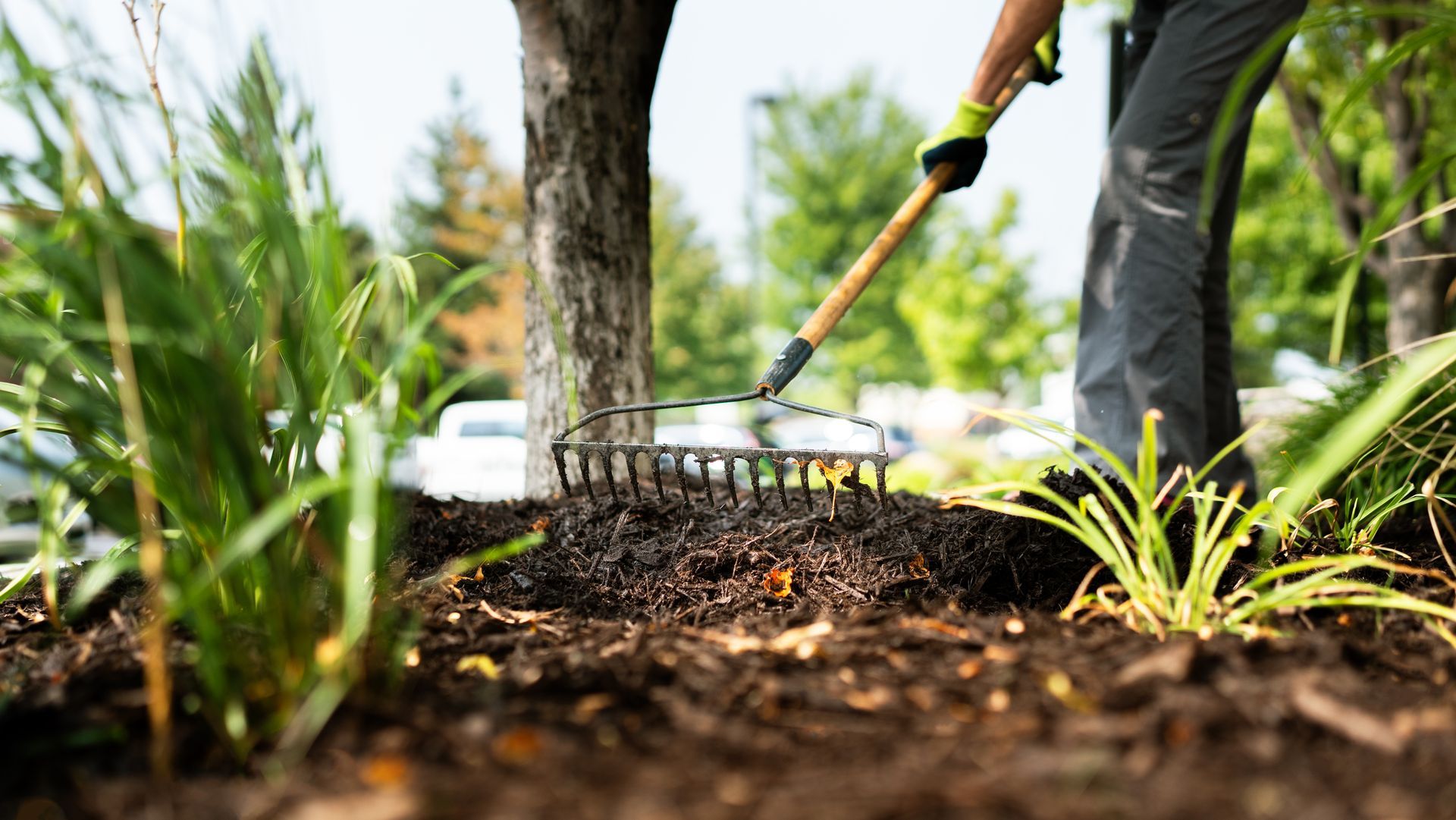 Person raking soil in a landscaped garden near young plants and a tree