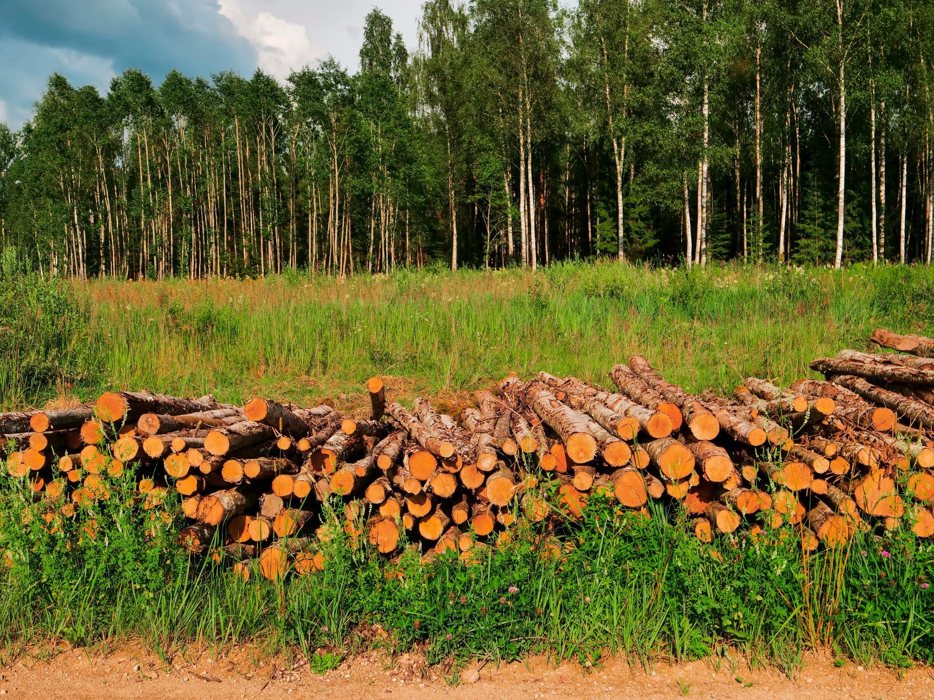 Stacked cut logs in a grassy field with a forest of tall trees in the background.