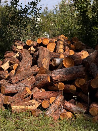 Pile of cut logs stacked outdoors on grass, with trees in the background Pile of cut logs stacked outdoors on grass, with trees in the background