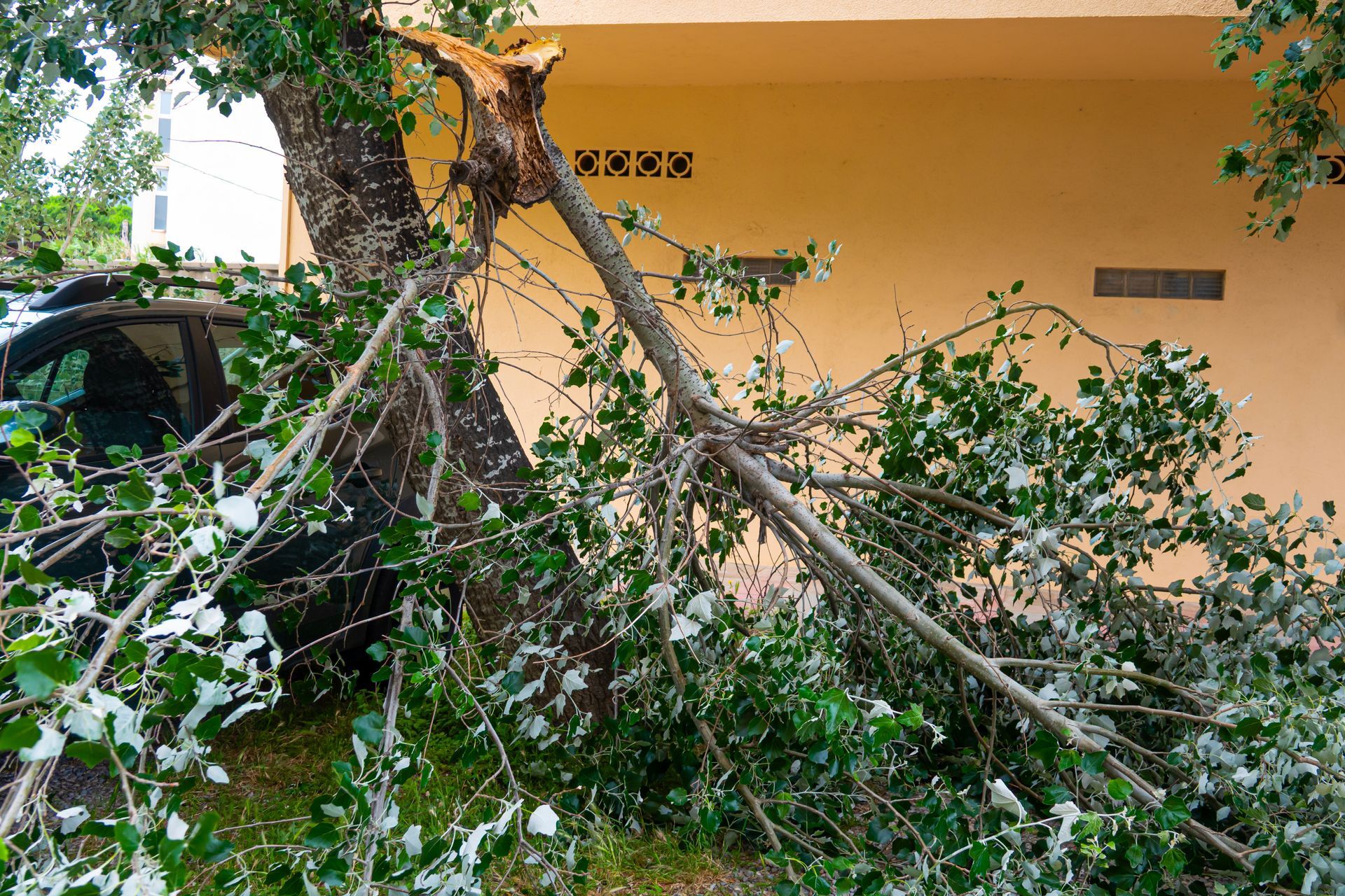 Large fallen tree branches blocking a house entrance, with debris piled against a yellow wall.