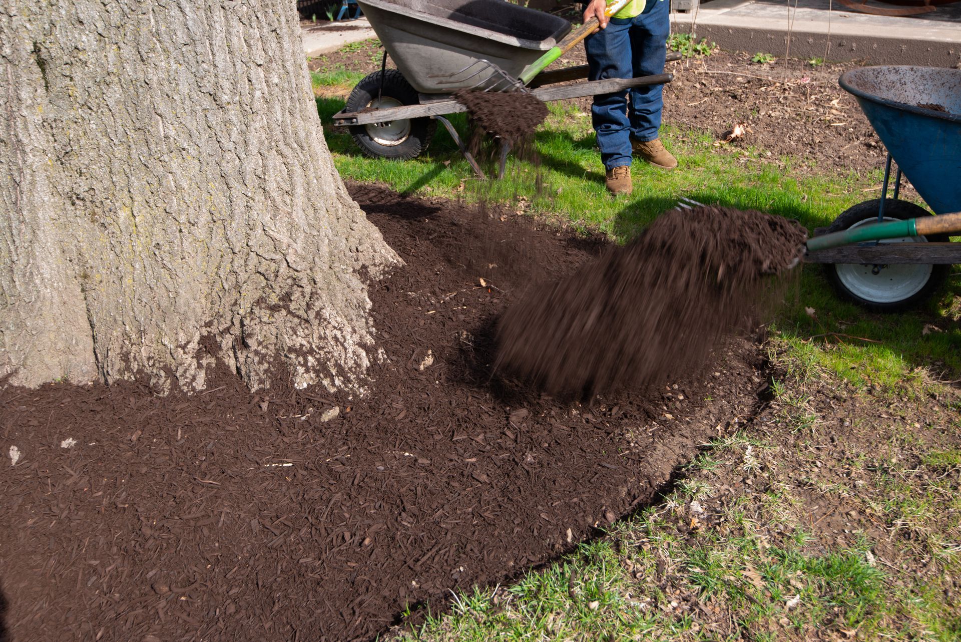 Mulch piled around a tree as a worker spreads more soil with a wheelbarrow in a yard