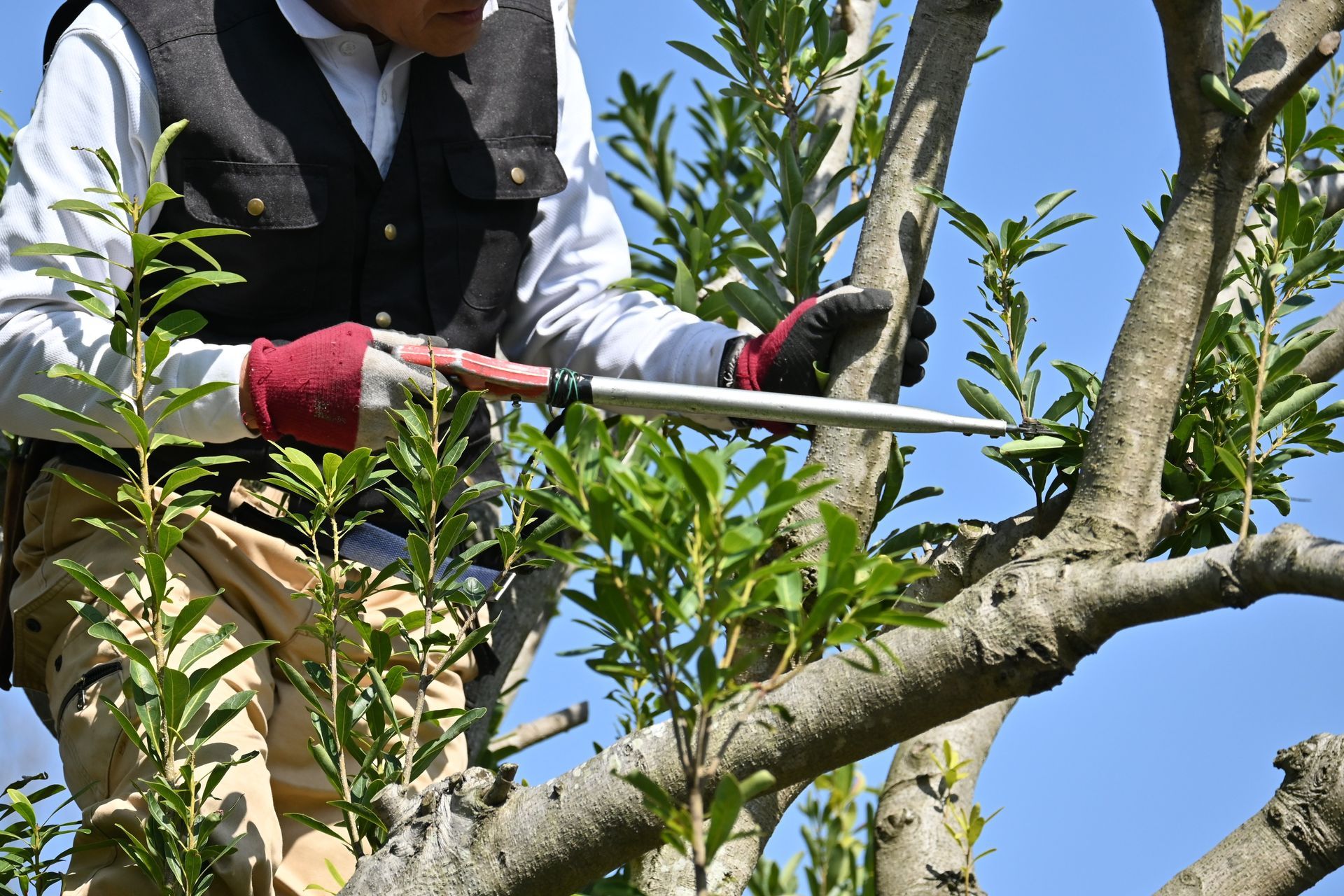 Person pruning tree branches with loppers, wearing gloves and a jacket in a sunny orchard.