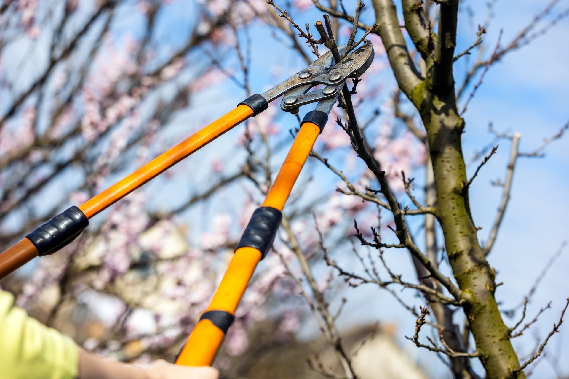 Orange pruning shears trimming a tree branch with pink blossoms