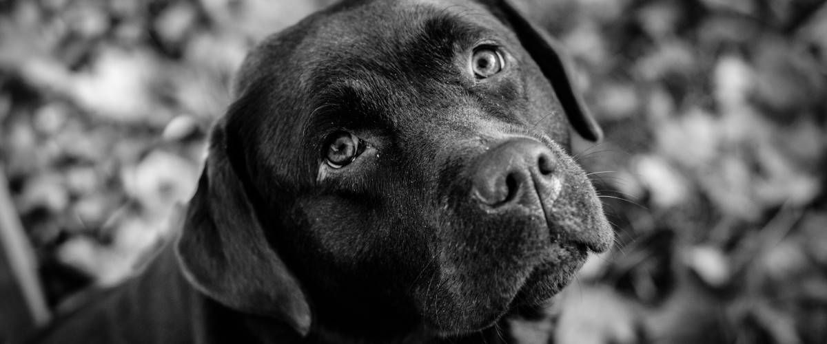 Beautiful lab looking back at owner