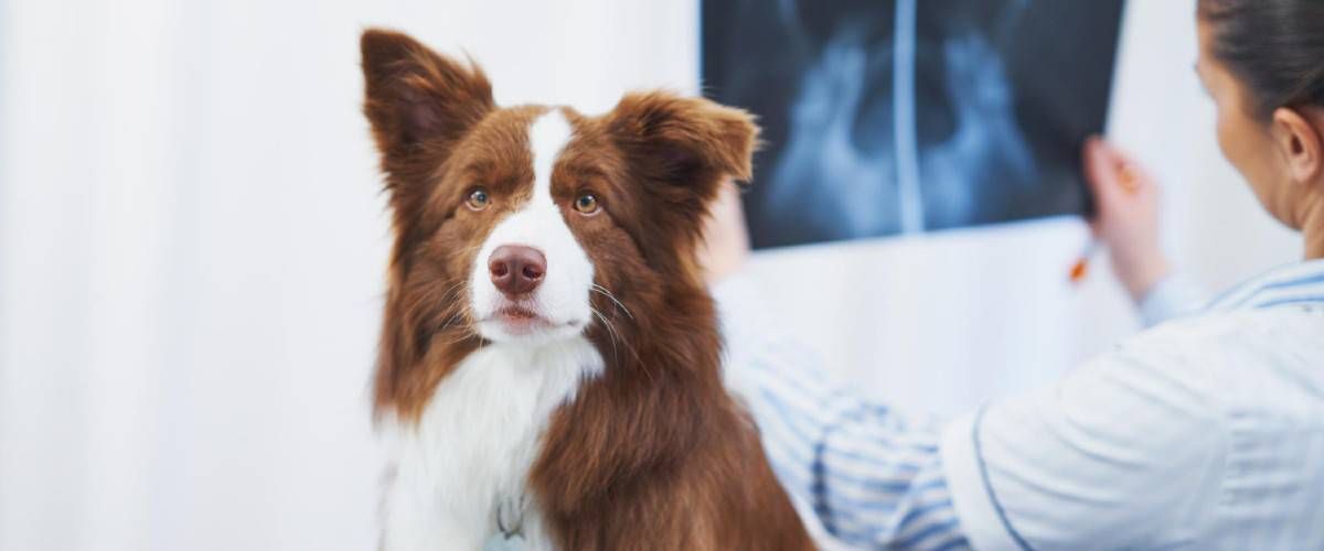 Xrays For Dogs and Cats Radiography Pet Urgent Care