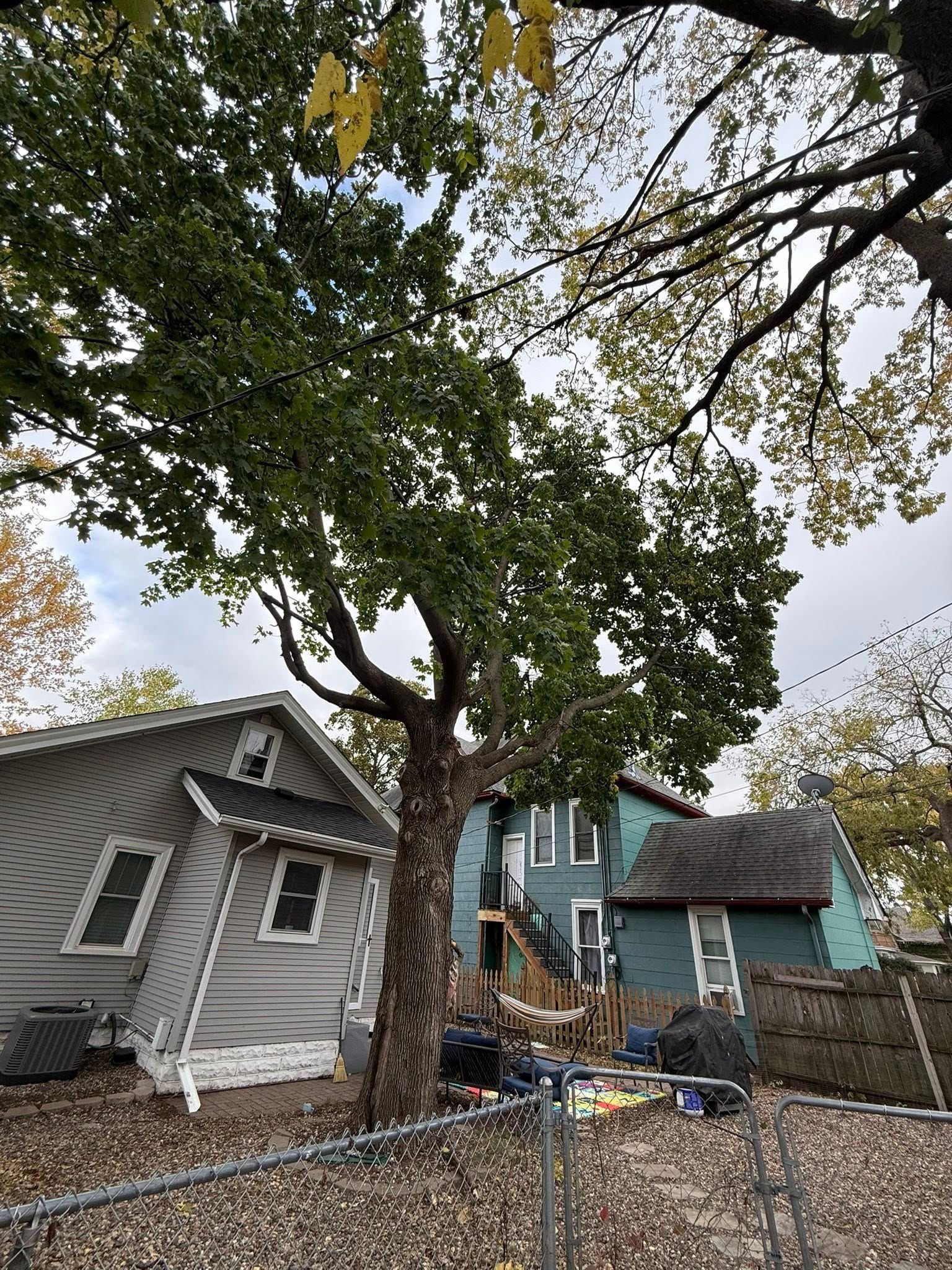 A gray house severely tilted to the side sits next to a blue house, with a large tree between them in a yard.