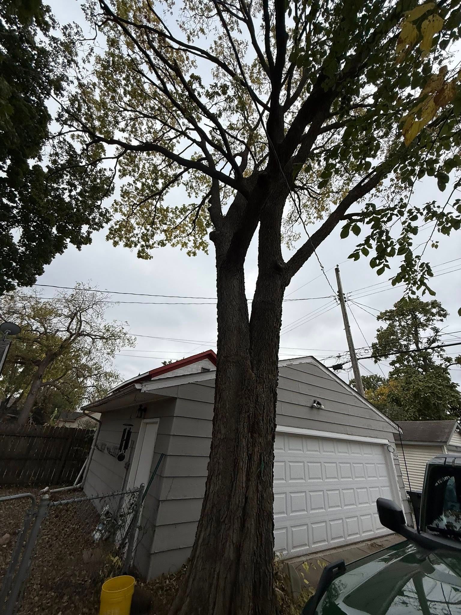 A tall, mature tree with a textured trunk stands directly in front of a light-colored garage on a cloudy day.