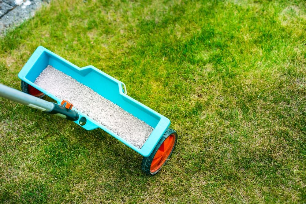 A light blue lawn spreader filled with fertilizer being pushed across a grassy yard.
