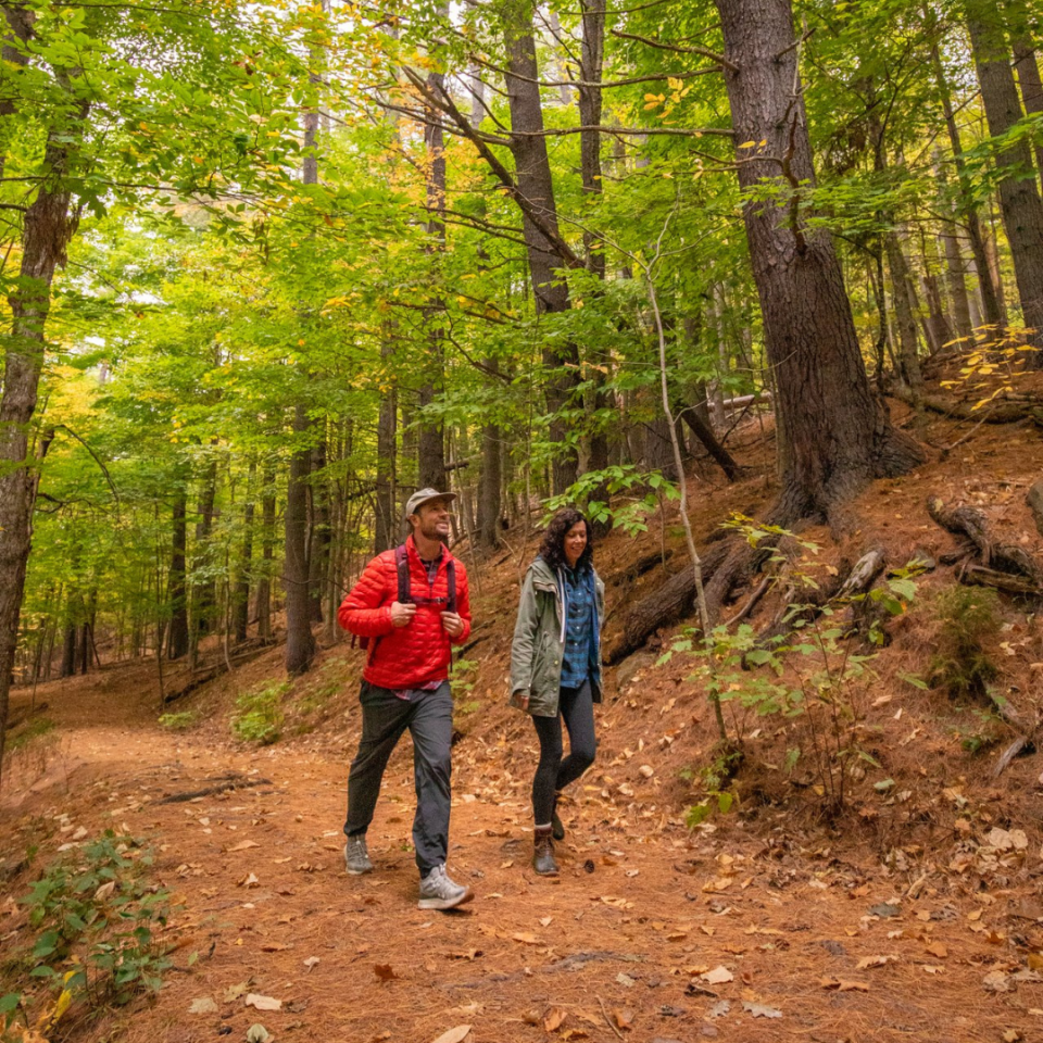 Two people hike on a trail through a forest; trees with green and yellow leaves, sunlight, brown path.