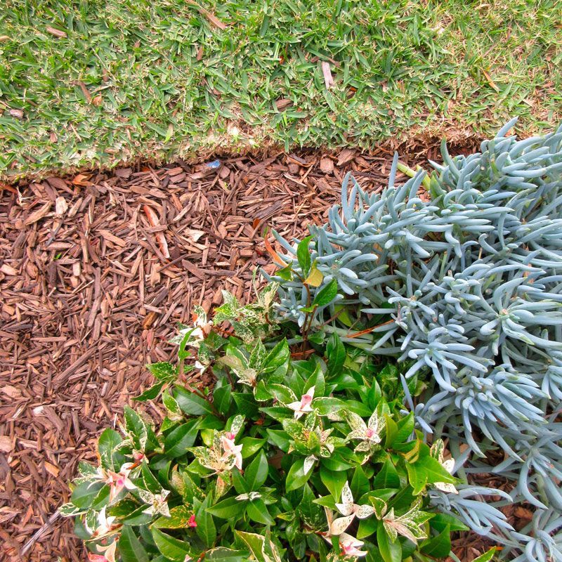 Mulch in a garden bed