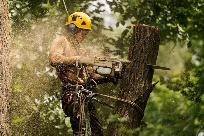 An arborist cutting a tree with a chainsaw