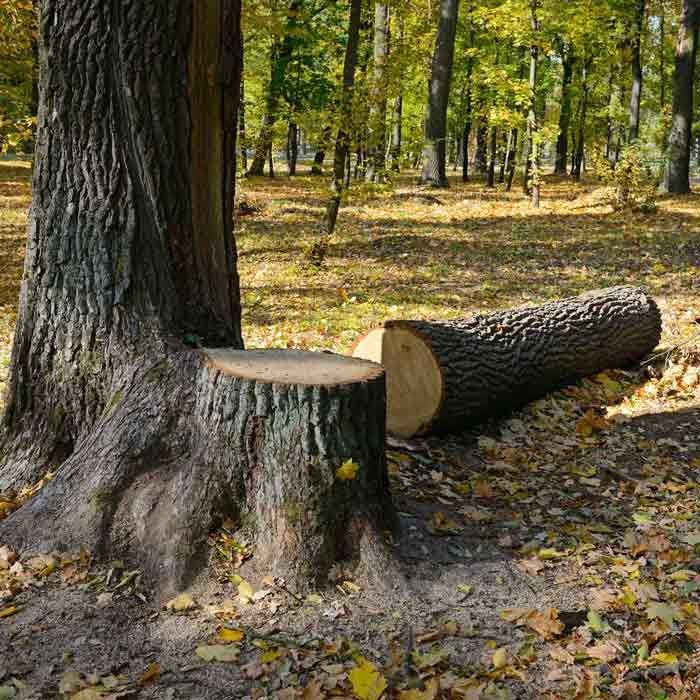Cut tree