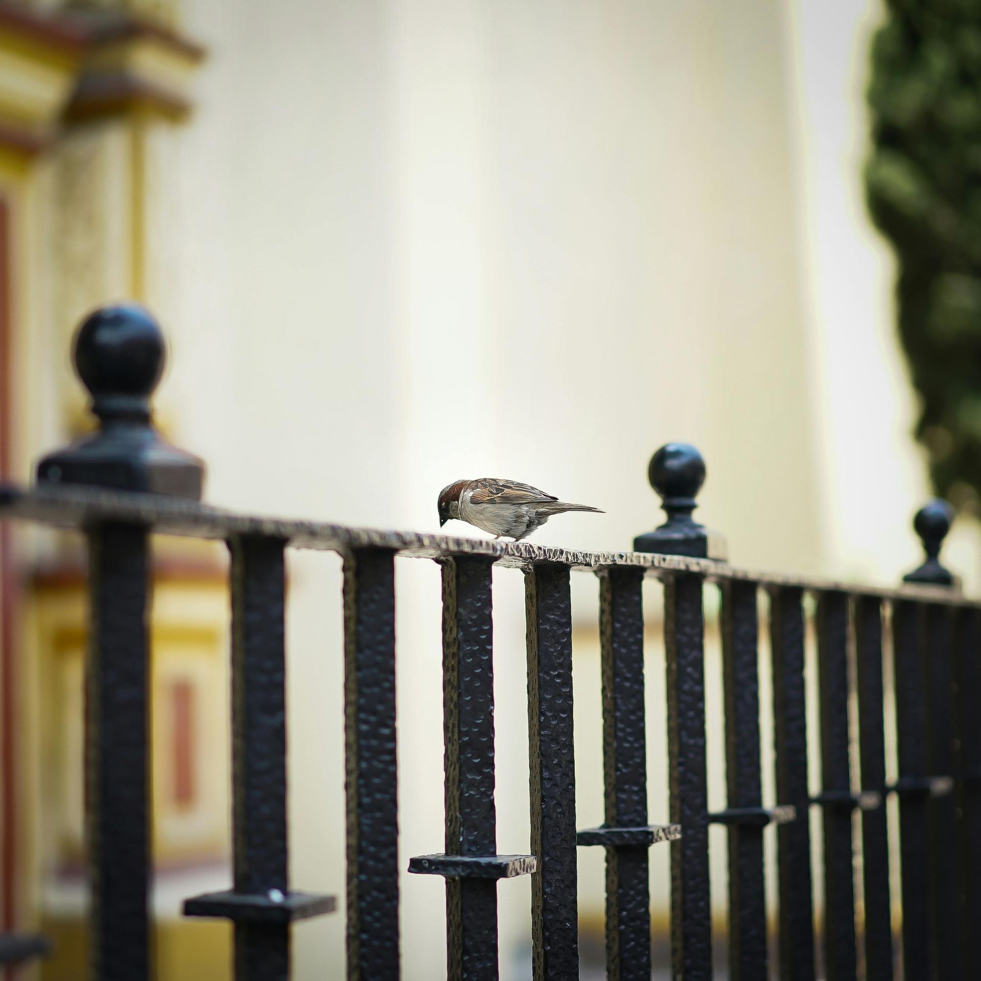 Sparrow perched on a black metal fence, looking down. Background is a cream and yellow building.