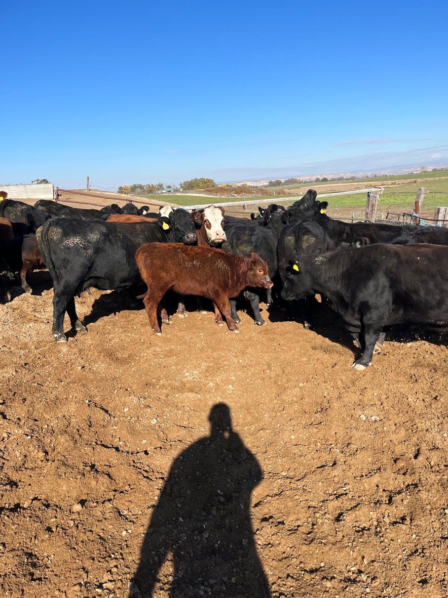A herd of cows are standing in a dirt field.