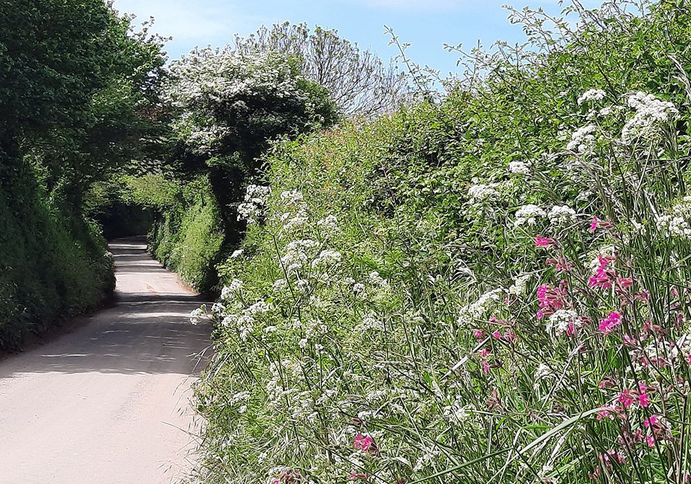 A paved pathway winding between tall green hedges, wildflowers in bloom on one side, sunny day.