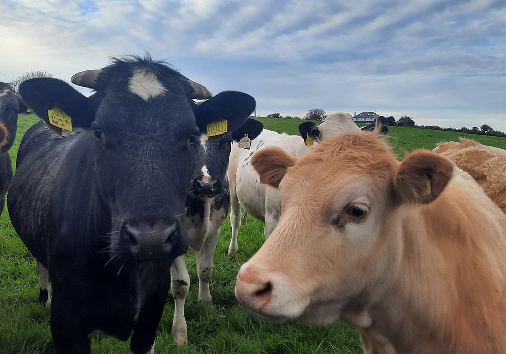 Cows grazing in a grassy field on a cloudy day. A black cow with horns and a tan calf are in the foreground.