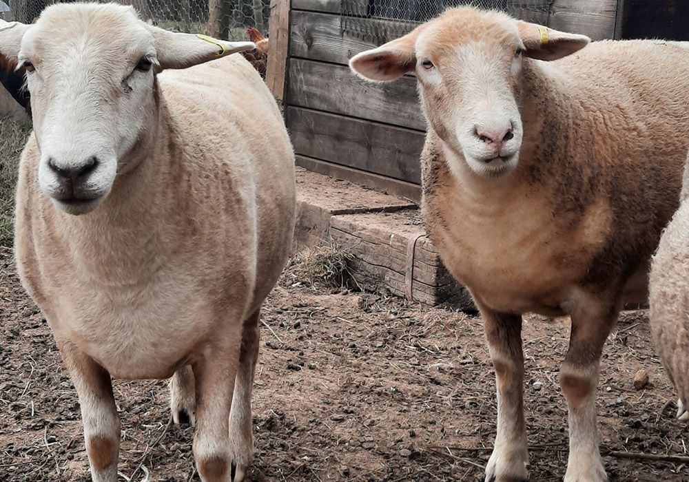 Two light brown sheep standing close together in a dirt pen.
