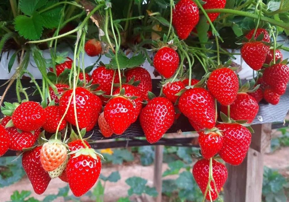 Close-up of bright red strawberries hanging from vines. Some green leaves visible.
